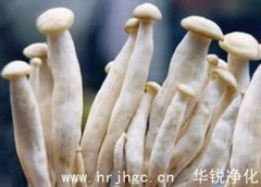 海鮮菇工廠化栽培模式